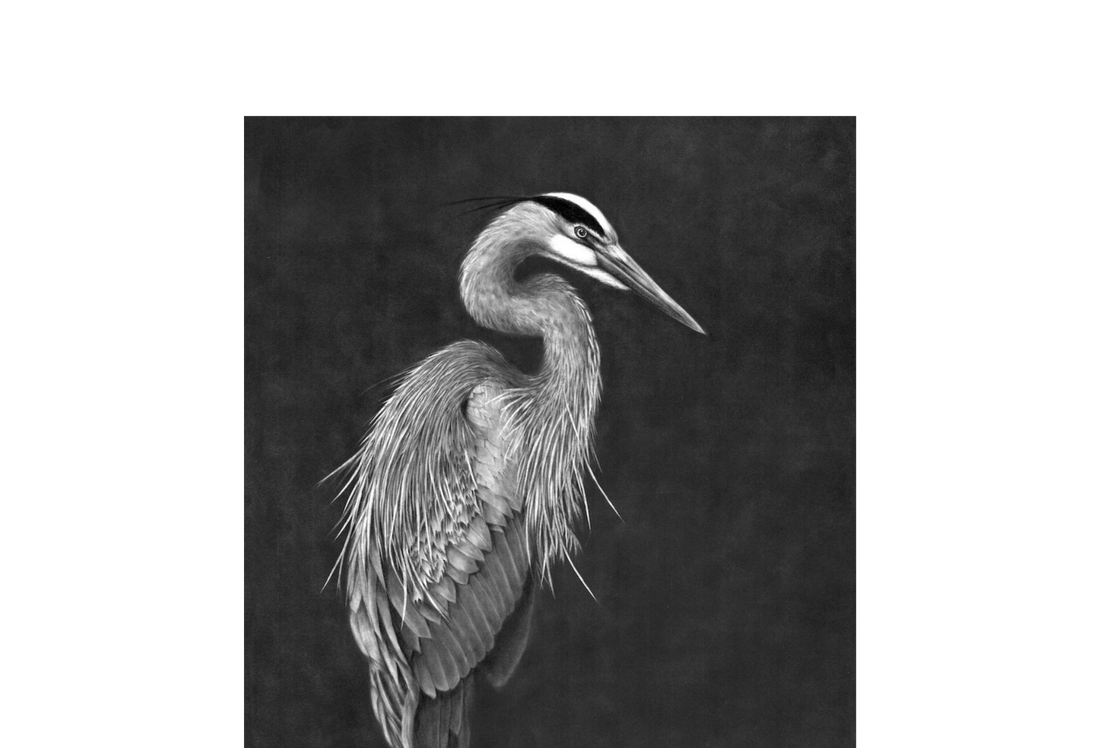 Black and white drawing of a great blue heron done in graphite