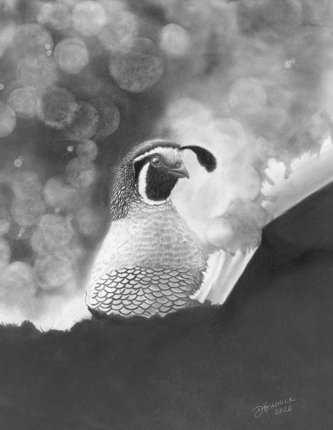 Original illustration of a quail with a torn paper and bokeh effect done in graphite.