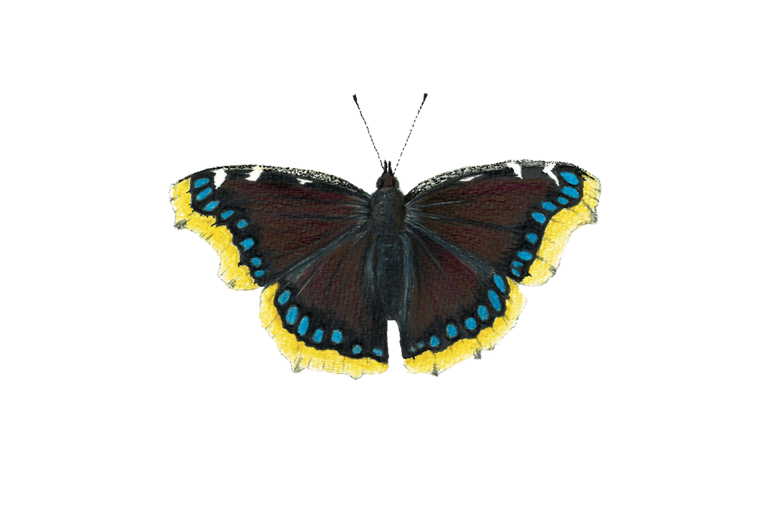 A Mourning Cloak and the Neighbor Lady