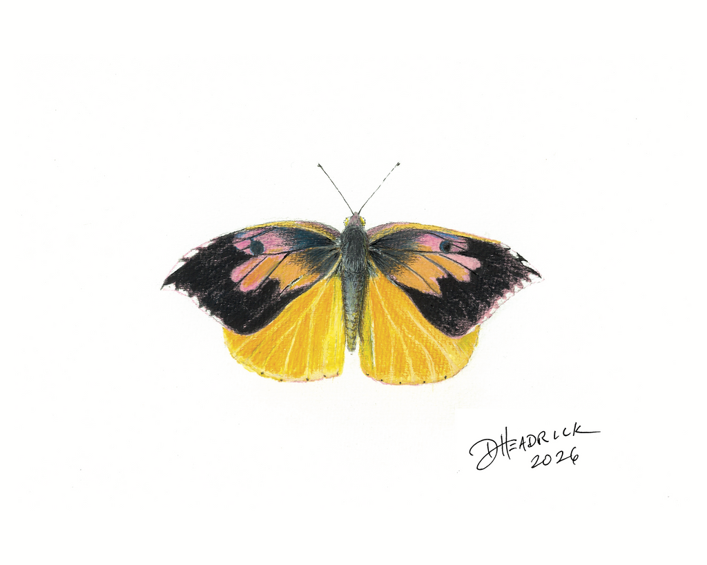 Butterfly illustration with black and yellow wings on a white background, signed 'D. Headrick 202'.