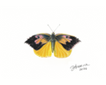 Butterfly illustration with black and yellow wings on a white background, signed 'D. Headrick 202'.