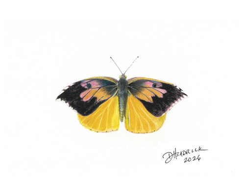 Butterfly illustration with black and yellow wings on a white background, signed 'D. Headrick 202'.