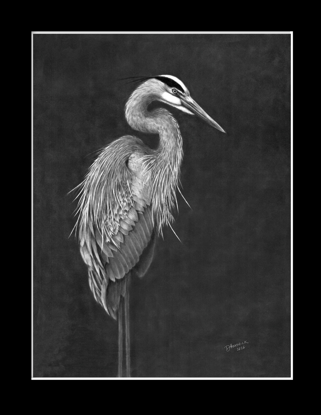 Blue Heron in Graphite