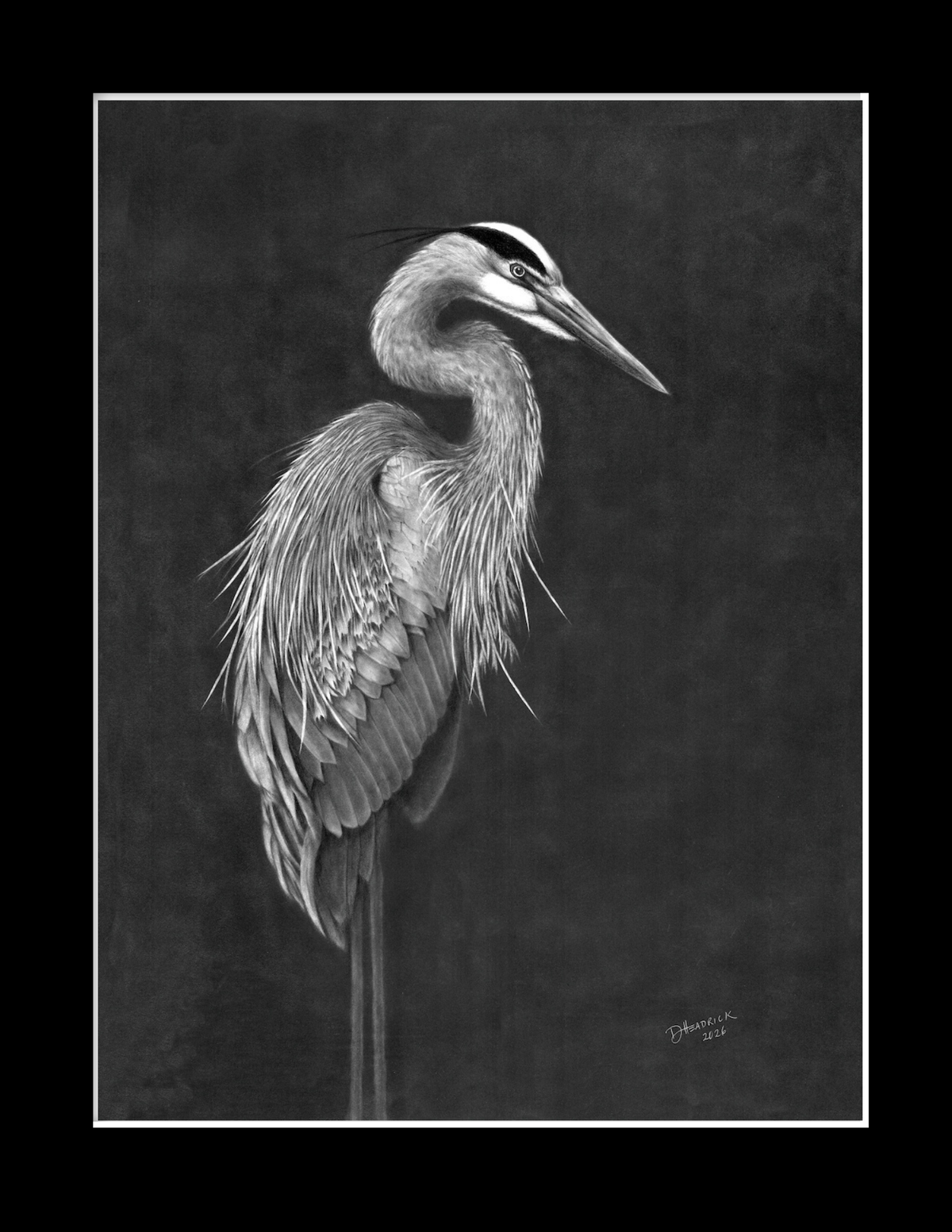 Blue Heron in Graphite