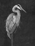 Blue Heron in Graphite