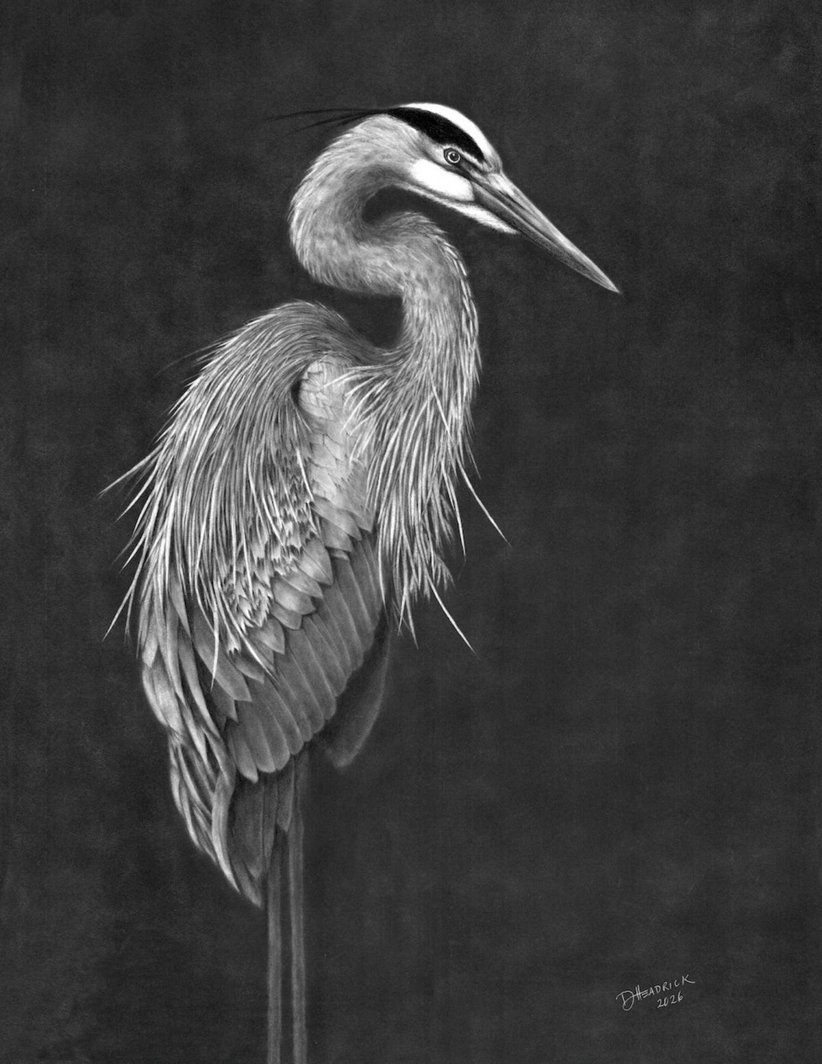 Blue Heron in Graphite