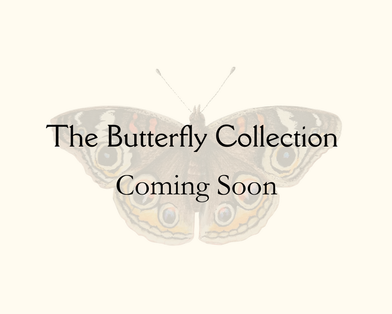 Image of a butterfly - the butterfly collection coming soon announcement