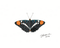 California Sister — Nymphalid Print