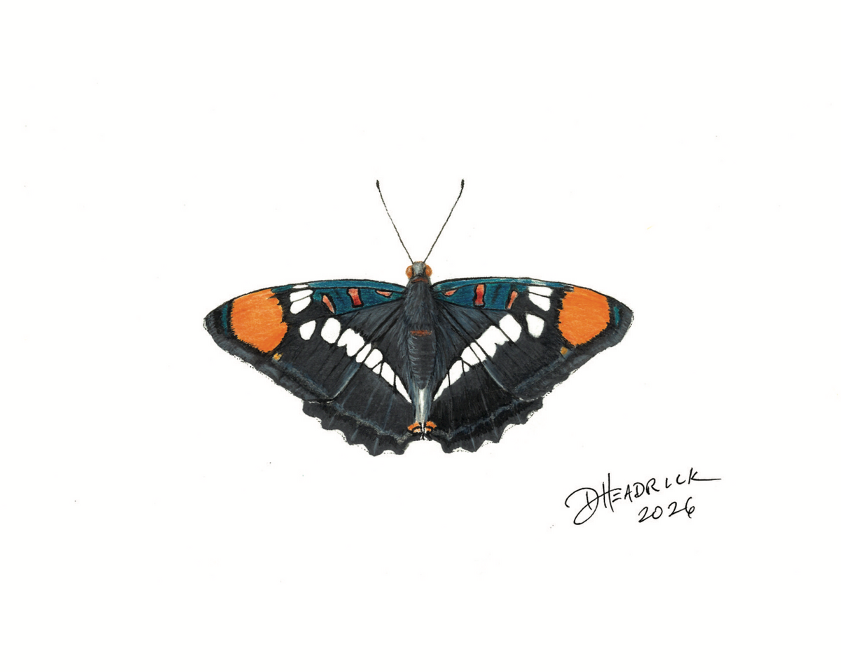 California Sister — Nymphalid Print