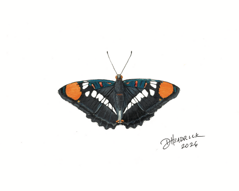 The Butterfly Collection