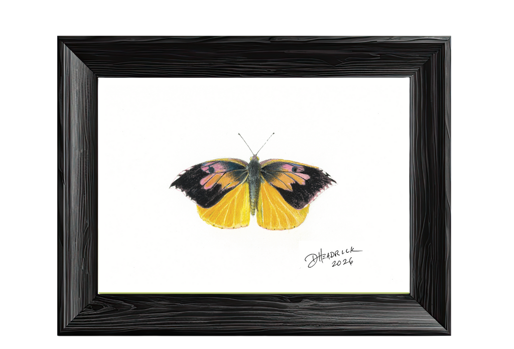 California Dogface — Nymphalid Print