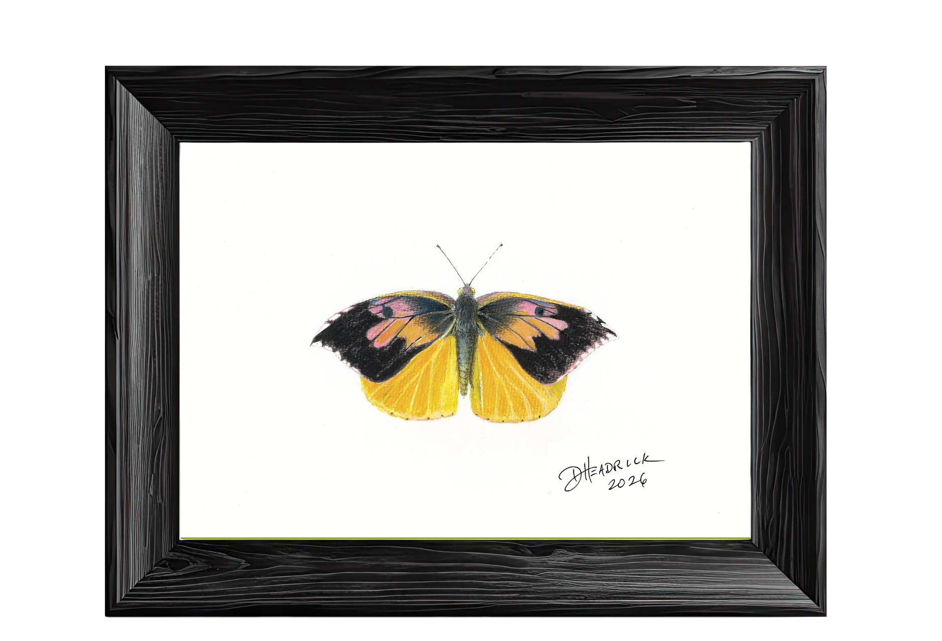 California Dogface — Nymphalid Print