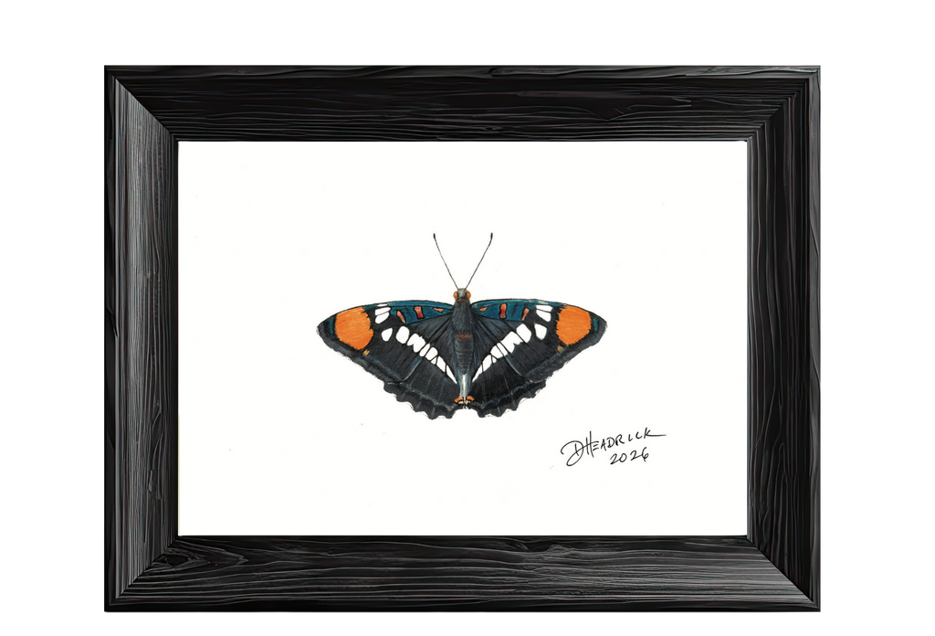 California Sister — Nymphalid Print