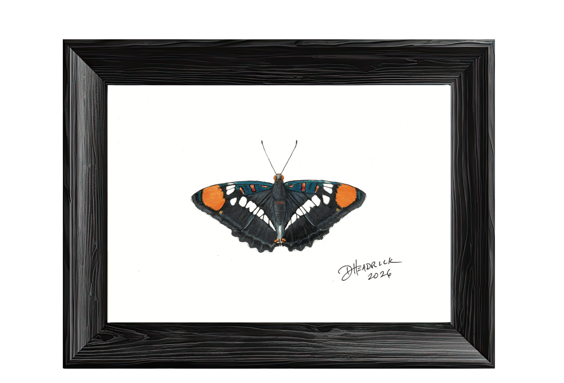California Sister — Nymphalid Print