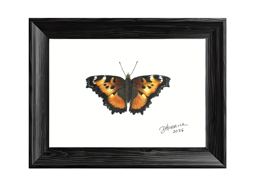 California Tortoiseshell — Nymphalid Print