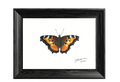 California Tortoiseshell — Nymphalid Print
