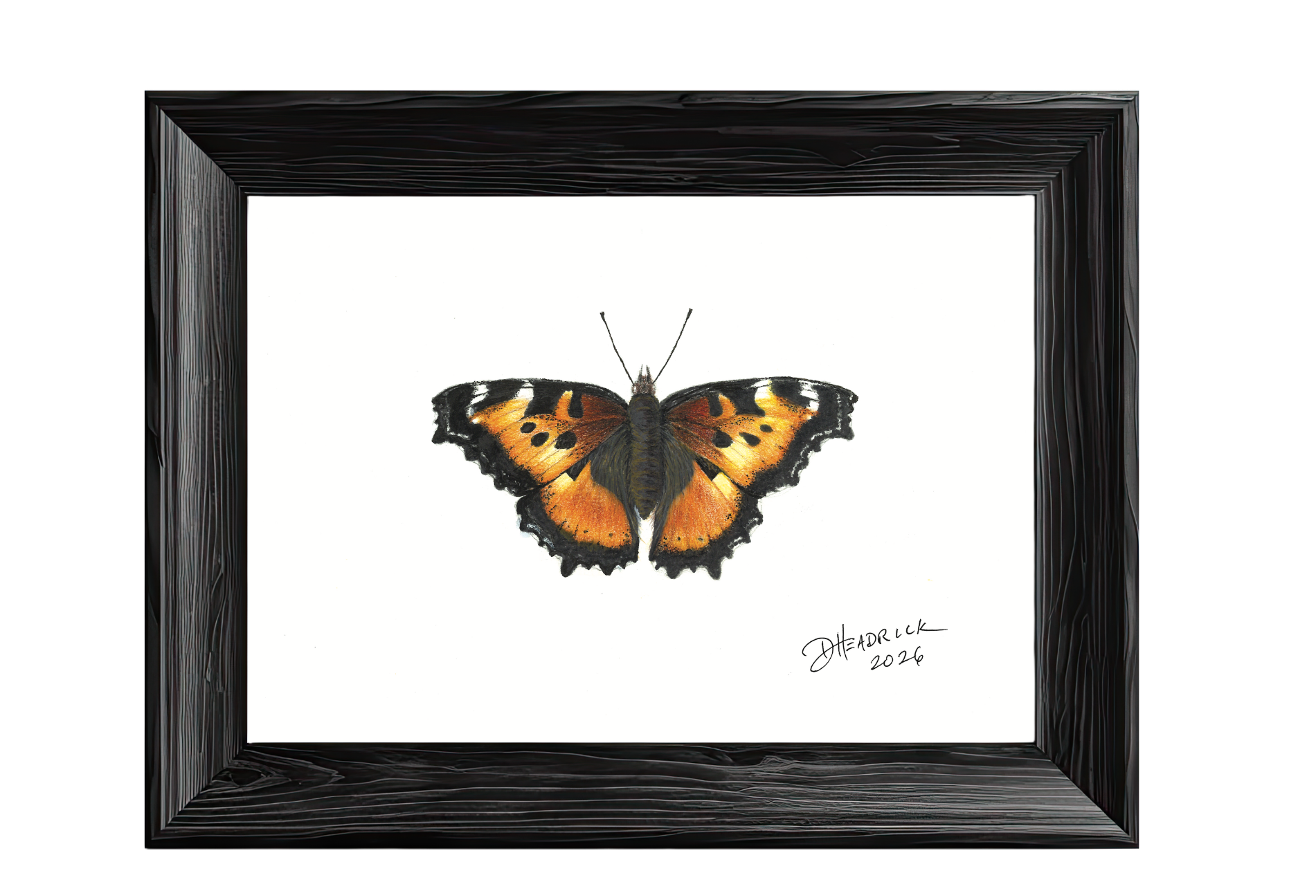 California Tortoiseshell — Nymphalid Print
