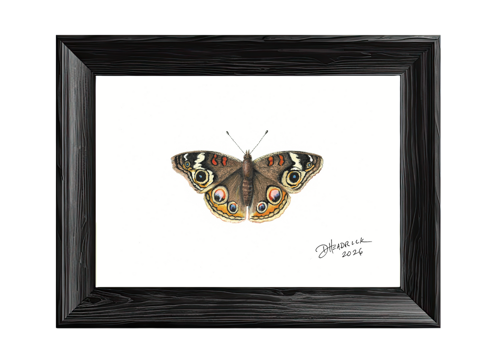 Common Buckeye — Nymphalid Print