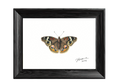 Common Buckeye — Nymphalid Print