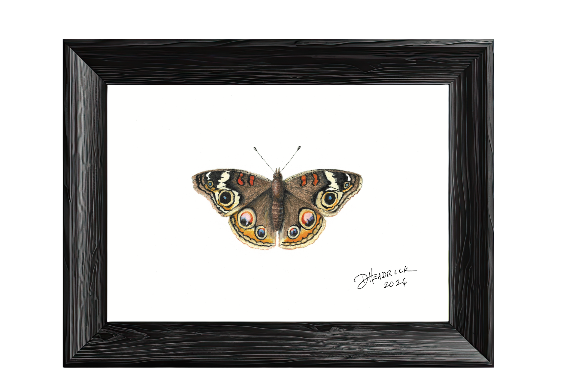 Common Buckeye — Nymphalid Print