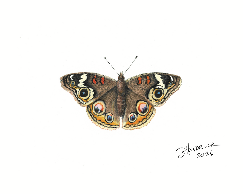 Common Buckeye — Nymphalid Print