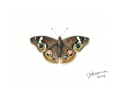 Common Buckeye — Nymphalid Print