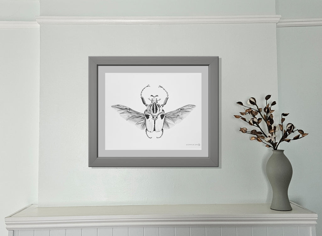 Goliath Beetle — Graphite Scientific Illustration