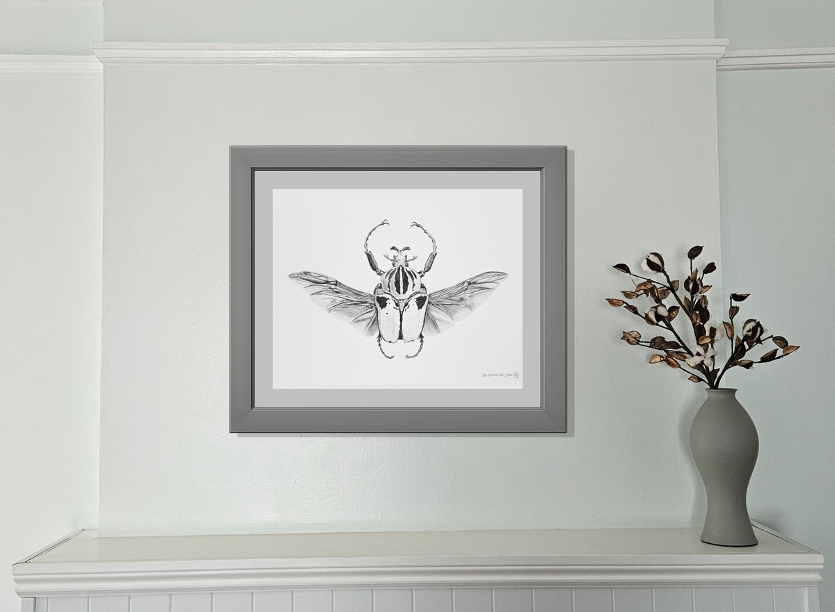 Goliath Beetle — Graphite Scientific Illustration