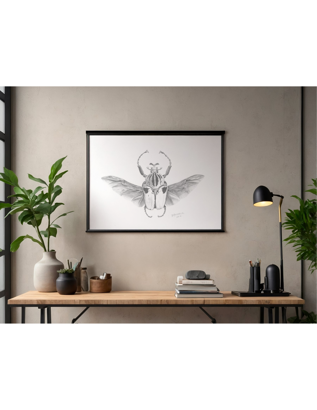 Goliath Beetle — Graphite Scientific Illustration