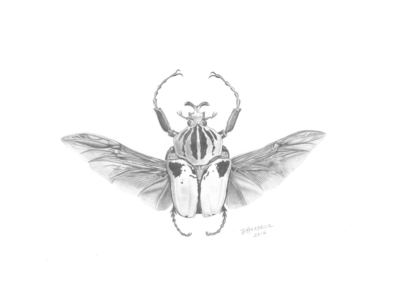 Goliath Beetle