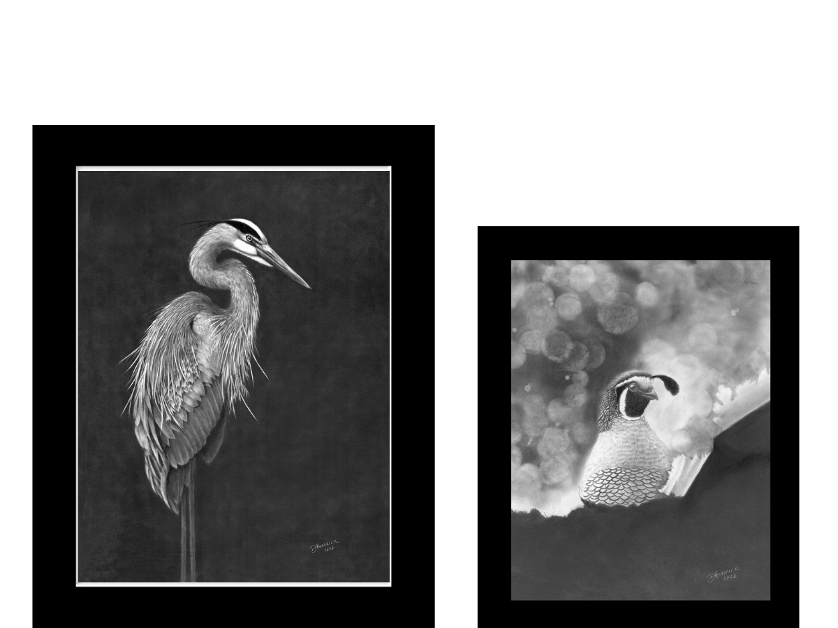 Great Blue Heron and California Quail -two original graphite drawings by DH Designs