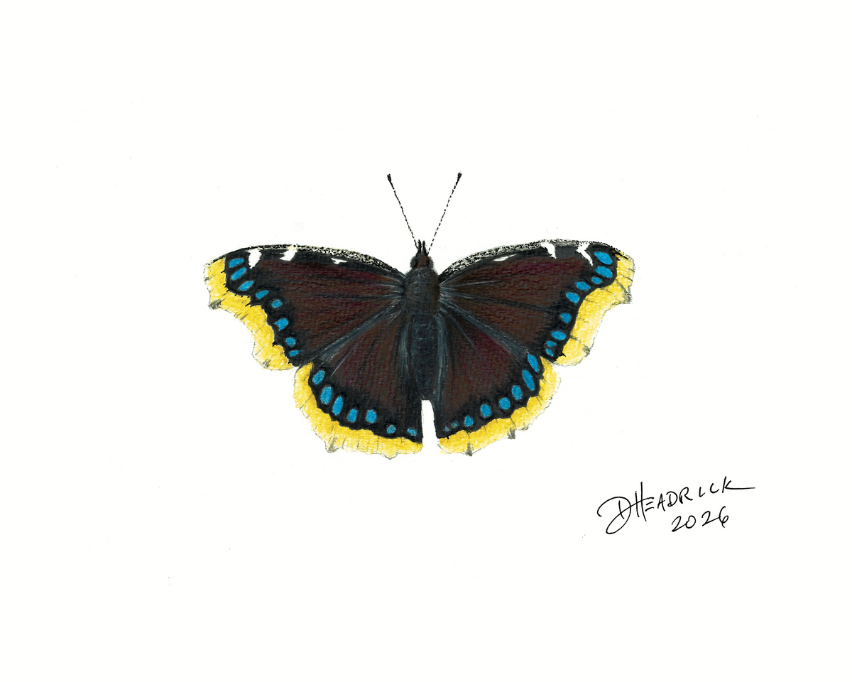 Mourning Cloak — Nymphalid Print