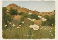 Blank notecard with a depiction of a California landscape with white Matilija poppy flowers and hills in the background. dhdesignsart.com
