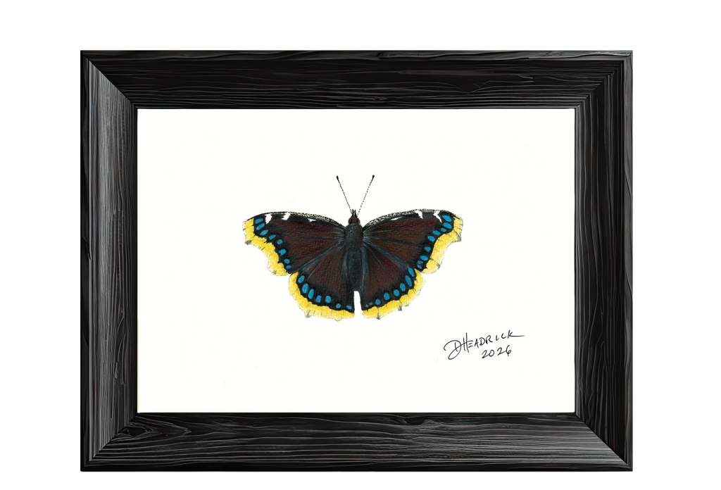 Mourning Cloak — Nymphalid Print
