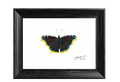 Mourning Cloak — Nymphalid Print