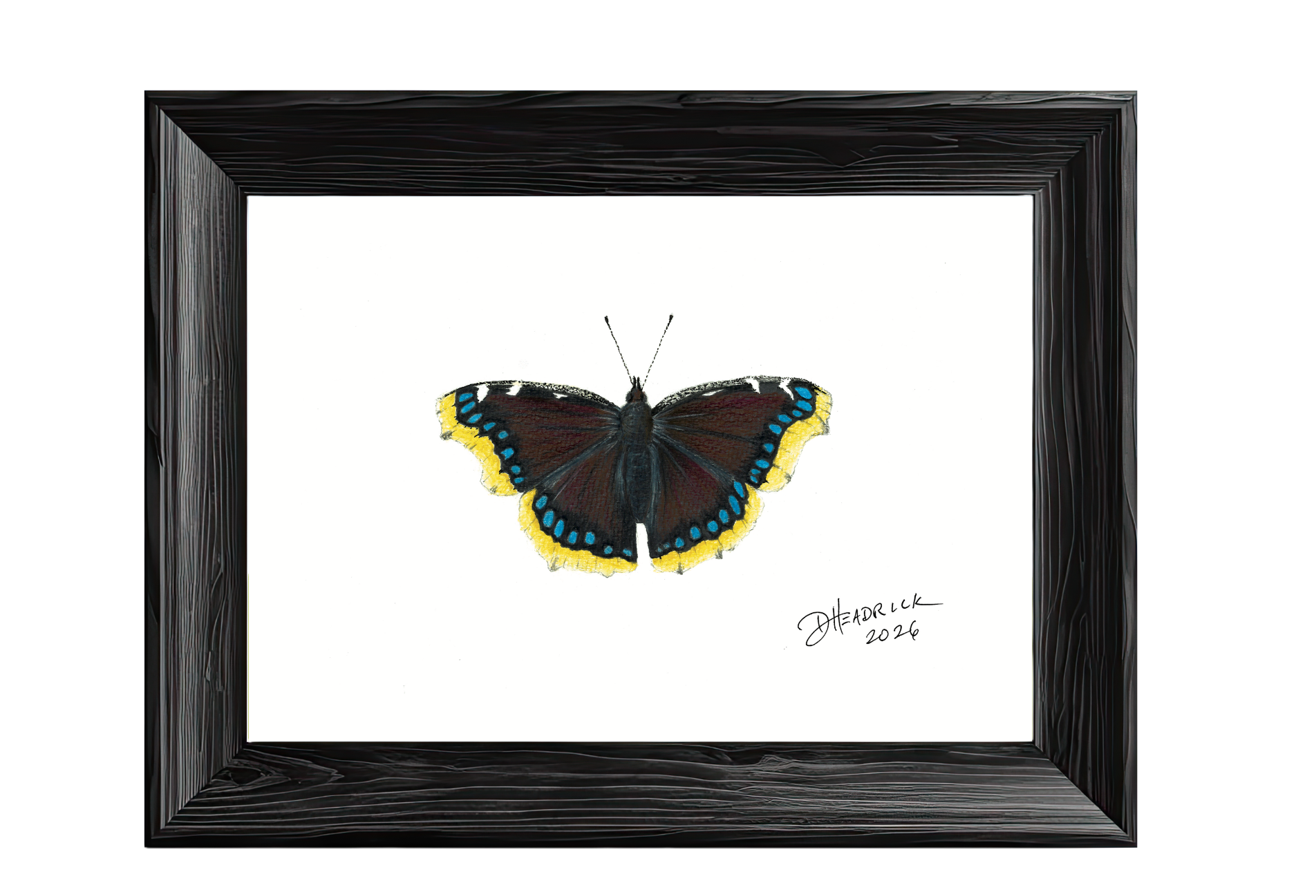 Mourning Cloak — Nymphalid Print