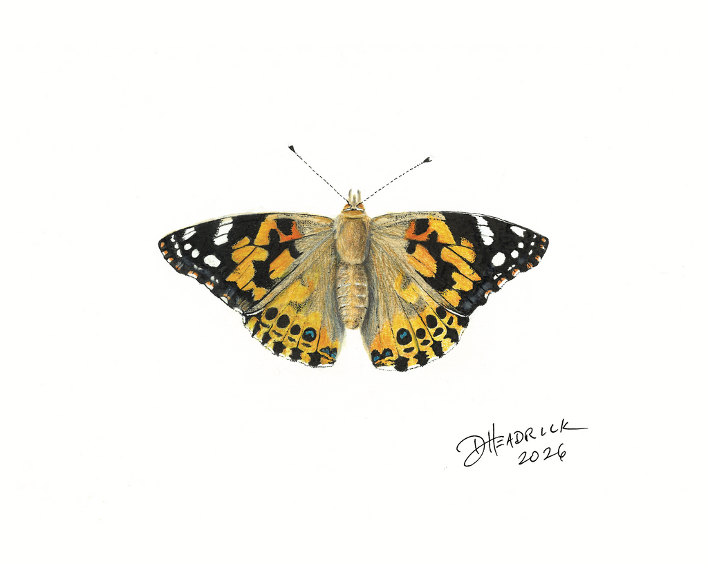 Painted Lady — Nymphalid Print