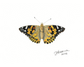 Painted Lady — Nymphalid Print