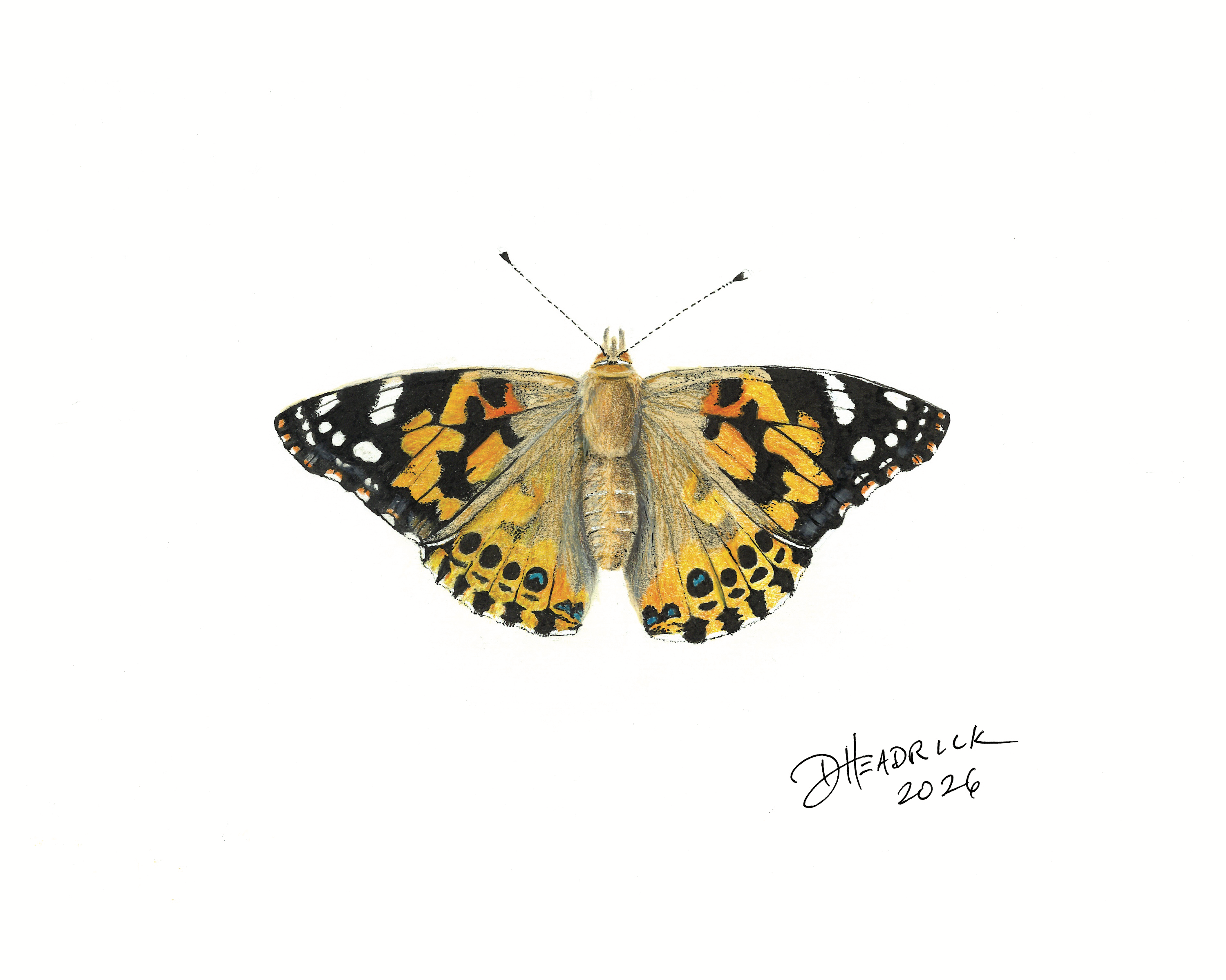Painted Lady — Nymphalid Print