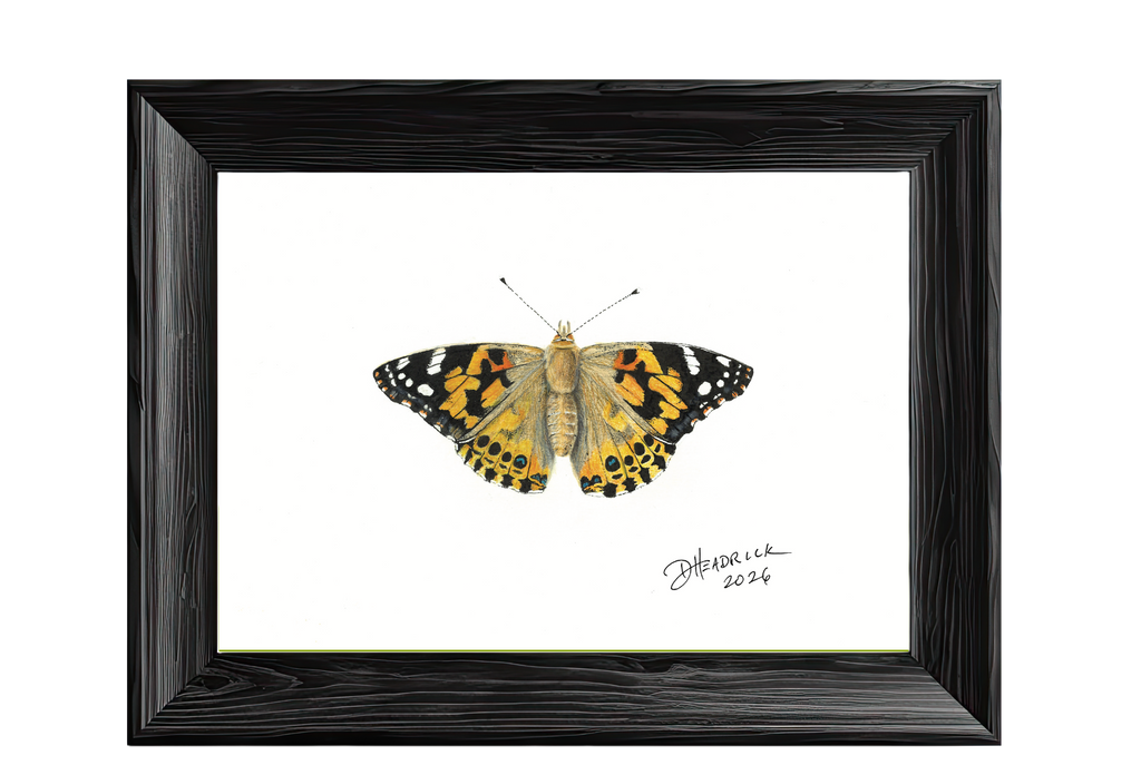 Painted Lady — Nymphalid Print