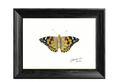 Painted Lady — Nymphalid Print