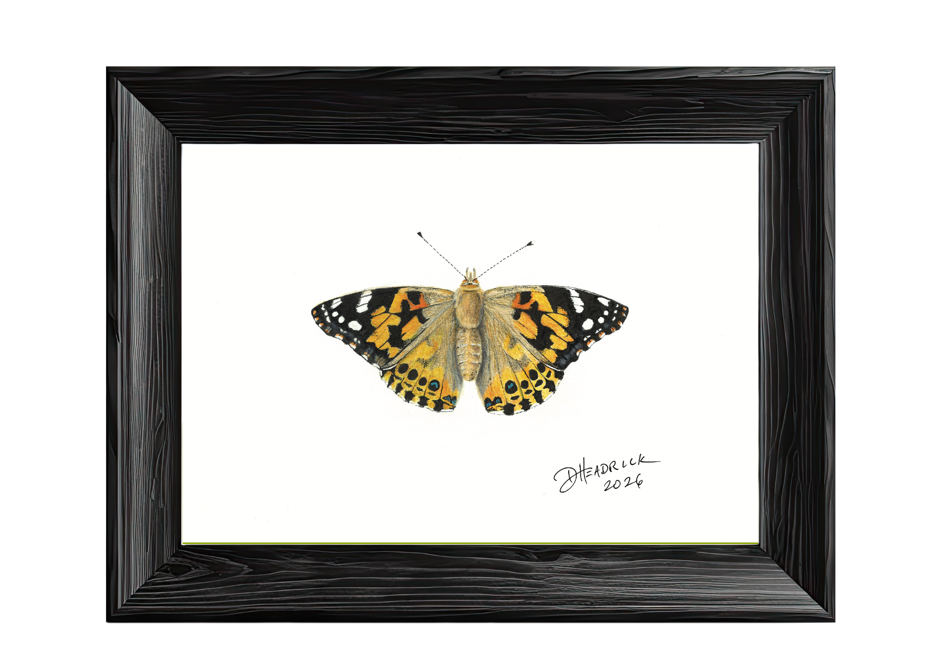 Painted Lady — Nymphalid Print