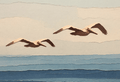 Pelicans Blank Notecard