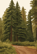 Illustration of a Yosemite pine forest, tall trees and a walking path, blank notecard, dhdesignsart.com