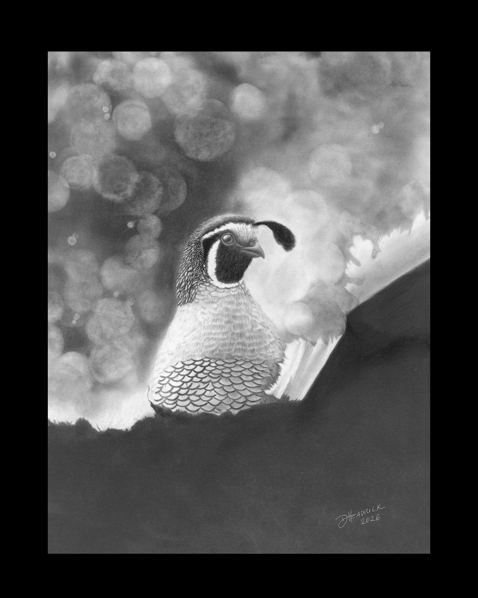 California Dreaming - Quail in Graphite