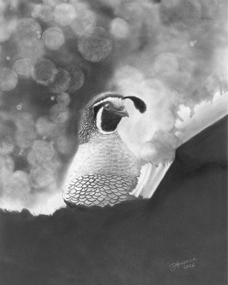 California Dreaming - Quail in Graphite
