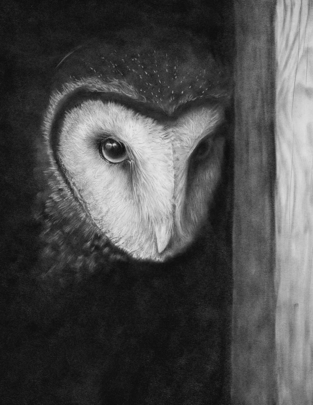 Prudence the Barn Owl - Available Now for Preorder