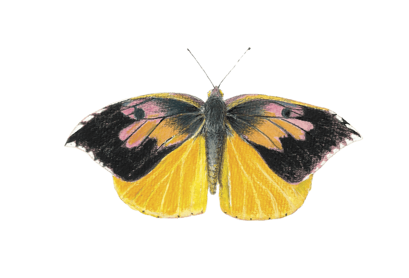 The Butterfly Collection