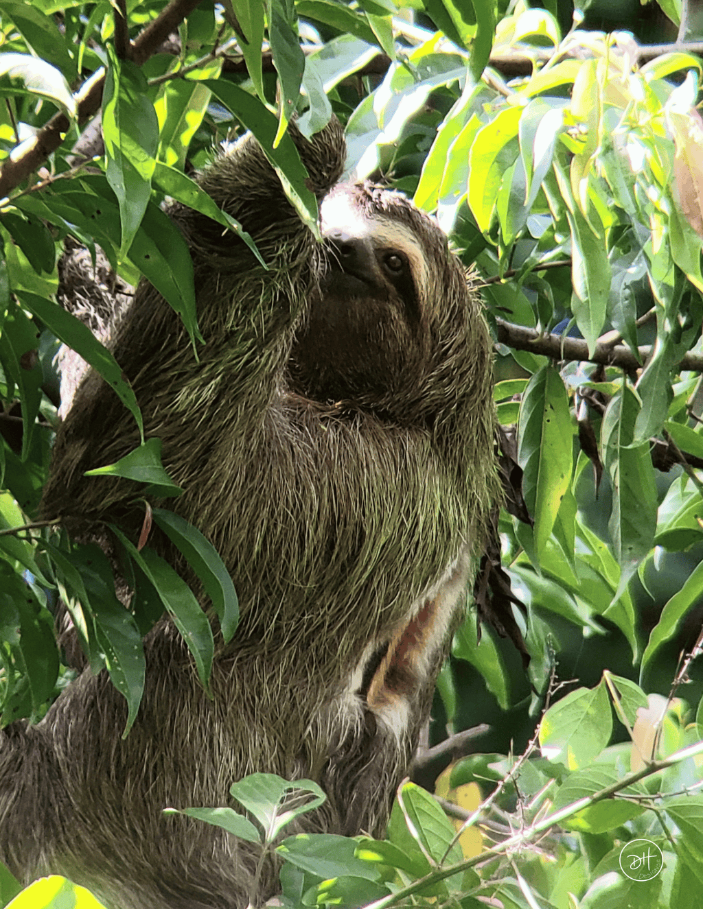 A close-up photograph of a brown three-toed sloth hanging from branches and eating green leaves in a tree in Costa Rica.