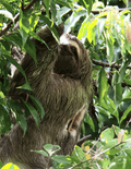 A close-up photograph of a brown three-toed sloth hanging from branches and eating green leaves in a tree in Costa Rica.